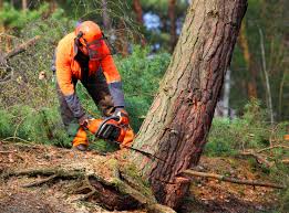 How Our Tree Care Process Works  in  Odenville, AL