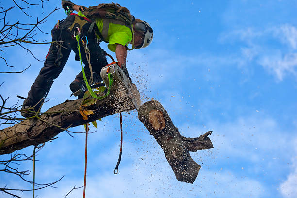 Odenville, AL Tree Care Company